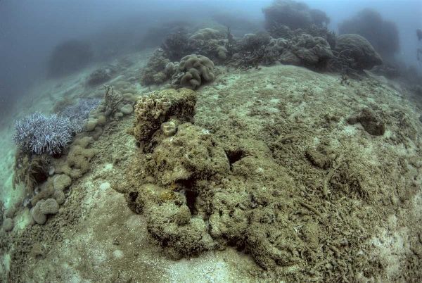 Indonesia, Papua, Raja Ampat Damaged reef